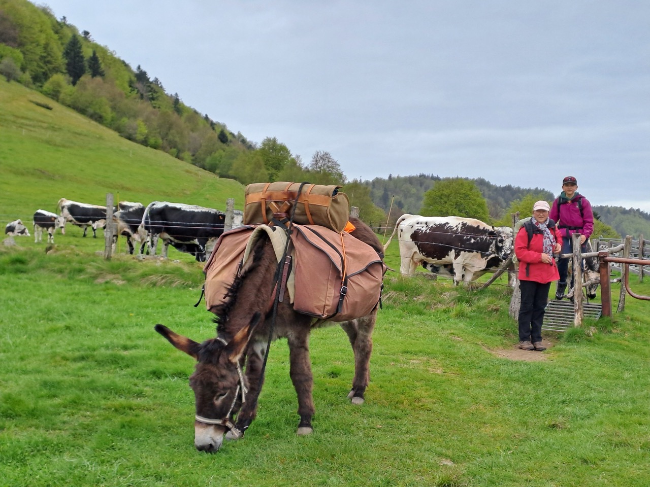 Âne en randonnée avec son bât